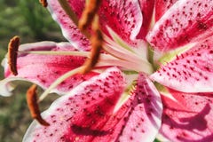 Η ρόδινη Lilly στον κήπο, ρόδινοι κρίνοι ανθίζει την ανθοδέσμη, λουλούδι Zephyranthes, ασιατικό joop Lilium στοκ φωτογραφία με δικαίωμα ελεύθερης χρήσης Η ρόδινη Lilly στον κήπο, ρόδινοι κρίνοι ανθίζει την ανθοδέσμη, λουλούδι Zephyranthes, ασιατικό joop Lilium στοκ φωτογραφία με δικαίωμα ελεύθερης χρήσης