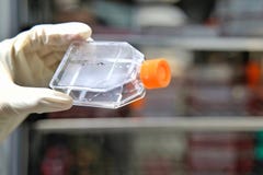 Η φιάλη κυτταροκαλλιέργειας λαβής ερευνητών γυναικών για monolayers τα κύτταρα με το γραφείο στο υπόβαθρο στο μέσο πολιτισμού για στοκ εικόνα με δικαίωμα ελεύθερης χρήσης Η φιάλη κυτταροκαλλιέργειας λαβής ερευνητών γυναικών για monolayers τα κύτταρα με το γραφείο στο υπόβαθρο στο μέσο πολιτισμού για στοκ εικόνα με δικαίωμα ελεύθερης χρήσης