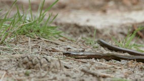 Η χωρίς άκρα σαύρα μοιάζει με ένα φίδι Το Anguis fragilis, ή αργό σκουλήκι φιλμ μικρού μήκους Η χωρίς άκρα σαύρα μοιάζει με ένα φίδι Το Anguis fragilis, ή αργό σκουλήκι φιλμ μικρού μήκους