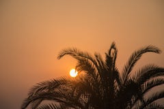 Ηλιοβασίλεμα και εγκαταστάσεις στοκ εικόνες Ηλιοβασίλεμα και εγκαταστάσεις στοκ εικόνες