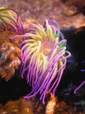 θάλασσα anemone