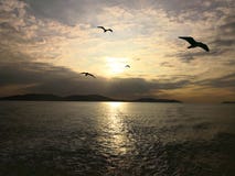 Θάλασσα Marmara και Seagulls στο ηλιοβασίλεμα στοκ φωτογραφία με δικαίωμα ελεύθερης χρήσης Θάλασσα Marmara και Seagulls στο ηλιοβασίλεμα στοκ φωτογραφία με δικαίωμα ελεύθερης χρήσης