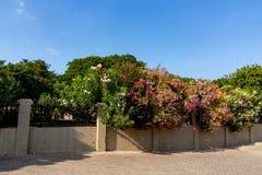 Θάμνοι Rhododenron σε ένα πάρκο πίσω από έναν συγκεκριμένο φράκτη στοκ εικόνα με δικαίωμα ελεύθερης χρήσης Θάμνοι Rhododenron σε ένα πάρκο πίσω από έναν συγκεκριμένο φράκτη στοκ εικόνα με δικαίωμα ελεύθερης χρήσης