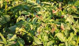 Θάμνοι πατατών που επηρεάζονται από Phytophthora Phytophthora Infestans στον τομέα Αυξανόμενα λαχανικά Αποτυχία συγκομιδών Ξεράνε στοκ εικόνα Θάμνοι πατατών που επηρεάζονται από Phytophthora Phytophthora Infestans στον τομέα Αυξανόμενα λαχανικά Αποτυχία συγκομιδών Ξεράνε στοκ εικόνα