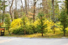 Θάμνος Forsythia με τα όμορφα κίτρινα λουλούδια στο πάρκο 2 στοκ φωτογραφίες με δικαίωμα ελεύθερης χρήσης Θάμνος Forsythia με τα όμορφα κίτρινα λουλούδια στο πάρκο 2 στοκ φωτογραφίες με δικαίωμα ελεύθερης χρήσης
