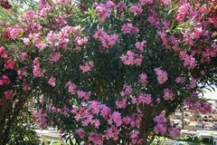 Θάμνος Oleander με τα ρόδινα λουλούδια, όμορφο floral υπόβαθρο στοκ εικόνα Θάμνος Oleander με τα ρόδινα λουλούδια, όμορφο floral υπόβαθρο στοκ εικόνα