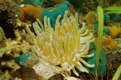 Θαλάσσιο gigantea Condylactis anemone θάλασσας ζωής Στοκ Εικόνες Θαλάσσιο gigantea Condylactis anemone θάλασσας ζωής Στοκ Εικόνες