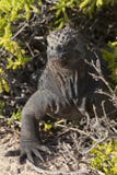 Θαλάσσιο iguana στα Galapagos νησιά στοκ εικόνες με δικαίωμα ελεύθερης χρήσης Θαλάσσιο iguana στα Galapagos νησιά στοκ εικόνες με δικαίωμα ελεύθερης χρήσης