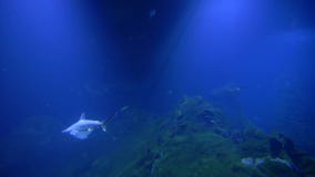 Θαλάσσια ζωή, stingrays, καρχαρίες φαλαινών και σχολείο των ψαριών στο μεγάλο ενυδρείο στο ζωολογικό κήπο φιλμ μικρού μήκους Θαλάσσια ζωή, stingrays, καρχαρίες φαλαινών και σχολείο των ψαριών στο μεγάλο ενυδρείο στο ζωολογικό κήπο φιλμ μικρού μήκους