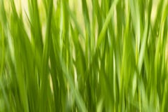Θαμπάδων ecologycal και υγιές con υποβάθρου χλόης αφηρημένο πράσινο στοκ εικόνες Θαμπάδων ecologycal και υγιές con υποβάθρου χλόης αφηρημένο πράσινο στοκ εικόνες