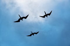 Θαυμάσια σκιαγραφία πουλιών φρεγάτων, Galapagos, Ισημερινός στοκ εικόνες με δικαίωμα ελεύθερης χρήσης Θαυμάσια σκιαγραφία πουλιών φρεγάτων, Galapagos, Ισημερινός στοκ εικόνες με δικαίωμα ελεύθερης χρήσης