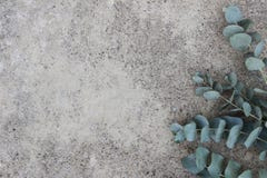 Θηλυκή ορισμένη φωτογραφία αποθεμάτων Floral σύνθεση των πράσινων ασημένιων φύλλων και των κλάδων ευκαλύπτων δολαρίων συγκεκριμέν στοκ φωτογραφία με δικαίωμα ελεύθερης χρήσης Θηλυκή ορισμένη φωτογραφία αποθεμάτων Floral σύνθεση των πράσινων ασημένιων φύλλων και των κλάδων ευκαλύπτων δολαρίων συγκεκριμέν στοκ φωτογραφία με δικαίωμα ελεύθερης χρήσης