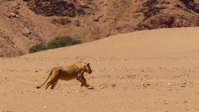 Θηλυκό λιοντάρι που τρέχει στο αφρικανικό bushveld, έρημος Namib, Ναμίμπια στοκ εικόνες Θηλυκό λιοντάρι που τρέχει στο αφρικανικό bushveld, έρημος Namib, Ναμίμπια στοκ εικόνες