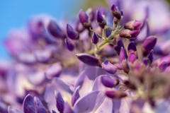 Θολωμένο περίληψη υπόβαθρο με το wisteria άνθισης Φωτογραφία Καλών Τεχνών στοκ εικόνα με δικαίωμα ελεύθερης χρήσης Θολωμένο περίληψη υπόβαθρο με το wisteria άνθισης Φωτογραφία Καλών Τεχνών στοκ εικόνα με δικαίωμα ελεύθερης χρήσης
