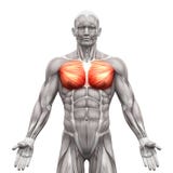 Θωρακικοί μυ'ες - pectoralis - σημαντικό και ανήλικος - μυ'ες ISO ανατομίας διανυσματική απεικόνιση Θωρακικοί μυ'ες - pectoralis - σημαντικό και ανήλικος - μυ'ες ISO ανατομίας διανυσματική απεικόνιση