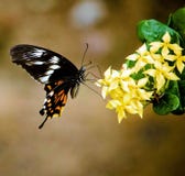 Ινδική πεταλούδα - Papilio polytes στοκ εικόνα Ινδική πεταλούδα - Papilio polytes στοκ εικόνα