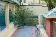 Ινδικό αρσενικό Peacock στοκ φωτογραφία με δικαίωμα ελεύθερης χρήσης Ινδικό αρσενικό Peacock στοκ φωτογραφία με δικαίωμα ελεύθερης χρήσης