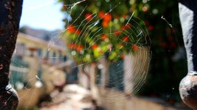 Ιστός αραχνών στη σκουριασμένη ράμπα πορτών στοκ εικόνα με δικαίωμα ελεύθερης χρήσης Ιστός αραχνών στη σκουριασμένη ράμπα πορτών στοκ εικόνα με δικαίωμα ελεύθερης χρήσης
