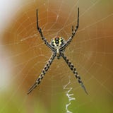 Ιστός κατασκευαστών Ιστός κατασκευαστών