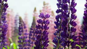 Ιώδη και ρόδινα lupines απόθεμα βίντεο Ιώδη και ρόδινα lupines απόθεμα βίντεο