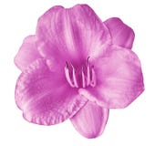Ιώδες lilioasphodelus Hemerocallis κρίνων λουλουδιών, που απομονώνεται σε ένα άσπρο υπόβαθρο Κινηματογράφηση σε πρώτο πλάνο Στοκ εικόνες με δικαίωμα ελεύθερης χρήσης Ιώδες lilioasphodelus Hemerocallis κρίνων λουλουδιών, που απομονώνεται σε ένα άσπρο υπόβαθρο Κινηματογράφηση σε πρώτο πλάνο Στοκ εικόνες με δικαίωμα ελεύθερης χρήσης