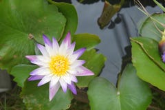 Ιώδες άσπρο λουλούδι Lotus Nilumbo Nucifera στη λίμνη νερού στοκ φωτογραφία Ιώδες άσπρο λουλούδι Lotus Nilumbo Nucifera στη λίμνη νερού στοκ φωτογραφία
