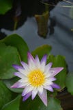 Ιώδες άσπρο λουλούδι Lotus Nilumbo Nucifera στη λίμνη νερού στοκ εικόνα με δικαίωμα ελεύθερης χρήσης Ιώδες άσπρο λουλούδι Lotus Nilumbo Nucifera στη λίμνη νερού στοκ εικόνα με δικαίωμα ελεύθερης χρήσης