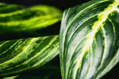 Κλείστε επάνω την περίληψη των φύλλων stripey ενός εσωτερικού φυτού στοκ εικόνα Κλείστε επάνω την περίληψη των φύλλων stripey ενός εσωτερικού φυτού στοκ εικόνα