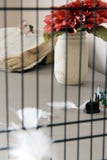 Κλουβί πουλιών Κλουβί πουλιών