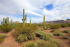 Κάκτοι σωλήνων και Saguaro οργάνων στο εθνικό μνημείο κάκτων σωλήνων οργάνων, Αριζόνα, ΗΠΑ στοκ εικόνα Κάκτοι σωλήνων και Saguaro οργάνων στο εθνικό μνημείο κάκτων σωλήνων οργάνων, Αριζόνα, ΗΠΑ στοκ εικόνα