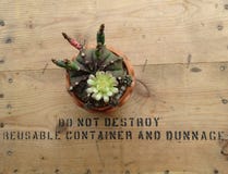 Κάκτος Mihanovichii Gymnocalycium που φυτεύεται στα μικρά δοχεία με τα λουλούδια στοκ εικόνες Κάκτος Mihanovichii Gymnocalycium που φυτεύεται στα μικρά δοχεία με τα λουλούδια στοκ εικόνες