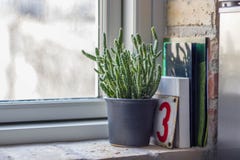 Κάκτος στο windowsill των τούβλων στοκ φωτογραφίες Κάκτος στο windowsill των τούβλων στοκ φωτογραφίες