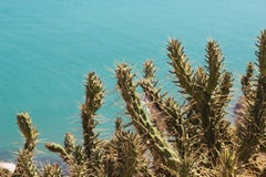 Κάκτος στο υπόβαθρο της θάλασσας στοκ φωτογραφίες με δικαίωμα ελεύθερης χρήσης Κάκτος στο υπόβαθρο της θάλασσας στοκ φωτογραφίες με δικαίωμα ελεύθερης χρήσης