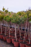 Κέντρο καταστημάτων κήπων με πολλά από τα νέα κωνοφόρα δέντρα στοκ φωτογραφία με δικαίωμα ελεύθερης χρήσης Κέντρο καταστημάτων κήπων με πολλά από τα νέα κωνοφόρα δέντρα στοκ φωτογραφία με δικαίωμα ελεύθερης χρήσης
