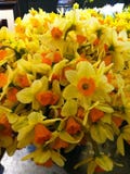 Κήπος λαμπρού κίτρινου και πορτοκαλιού Daffodils στοκ φωτογραφία με δικαίωμα ελεύθερης χρήσης Κήπος λαμπρού κίτρινου και πορτοκαλιού Daffodils στοκ φωτογραφία με δικαίωμα ελεύθερης χρήσης
