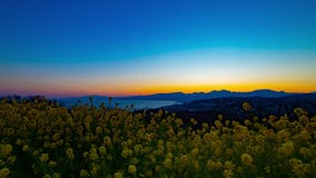 Κήπος λουλουδιών Canola χρονικού σφάλματος ηλιοβασιλέματος στο πάρκο Azumayama στην ευρεία βλασταημένη βράση Shounan Kanagawa φιλμ μικρού μήκους Κήπος λουλουδιών Canola χρονικού σφάλματος ηλιοβασιλέματος στο πάρκο Azumayama στην ευρεία βλασταημένη βράση Shounan Kanagawa φιλμ μικρού μήκους