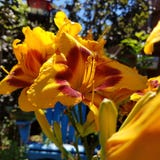 Κίτρινα daylilies με τα κόκκινα κέντρα στοκ φωτογραφία με δικαίωμα ελεύθερης χρήσης Κίτρινα daylilies με τα κόκκινα κέντρα στοκ φωτογραφία με δικαίωμα ελεύθερης χρήσης
