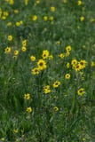 Κίτρινα wildflowers στην πράσινη χλόη στοκ εικόνες Κίτρινα wildflowers στην πράσινη χλόη στοκ εικόνες