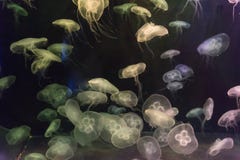 Κίτρινα διαφανή χρώμα και σκοτάδι aurita Aurelia μεδουσών φεγγαριών Στοκ εικόνες με δικαίωμα ελεύθερης χρήσης Κίτρινα διαφανή χρώμα και σκοτάδι aurita Aurelia μεδουσών φεγγαριών Στοκ εικόνες με δικαίωμα ελεύθερης χρήσης