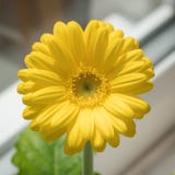Κίτρινες ανθίσεις gerbera, Rottingdean, ανατολικό Σάσσεξ, UK στοκ εικόνες Κίτρινες ανθίσεις gerbera, Rottingdean, ανατολικό Σάσσεξ, UK στοκ εικόνες