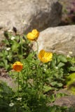 Κίτρινες ανθισμένες εγκαταστάσεις στο rockery στοκ φωτογραφία Κίτρινες ανθισμένες εγκαταστάσεις στο rockery στοκ φωτογραφία