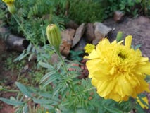 Κίτρινο marigold στοκ εικόνα Κίτρινο marigold στοκ εικόνα