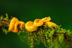 Κίτρινο φίδι δηλητήριων Φοίνικας Pitviper, schlegeli Eyelash Bothriechis, στον πράσινο κλάδο βρύου Δηλητηριώδες φίδι στο βιότοπο Στοκ φωτογραφίες με δικαίωμα ελεύθερης χρήσης Κίτρινο φίδι δηλητήριων Φοίνικας Pitviper, schlegeli Eyelash Bothriechis, στον πράσινο κλάδο βρύου Δηλητηριώδες φίδι στο βιότοπο Στοκ φωτογραφίες με δικαίωμα ελεύθερης χρήσης
