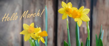 Κίτρινοι νάρκισσοι OD άνοιξη daffodil πέρα από το ξύλινο υπόβαθρο, γειά σου έμβλημα Μαρτίου Κίτρινοι νάρκισσοι OD άνοιξη daffodil πέρα από το ξύλινο υπόβαθρο, γειά σου έμβλημα Μαρτίου