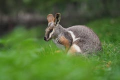 Κίτρινος-πληρωμένος βράχος Wallaby - xanthopus Petrogale - αυστραλιανό καγκουρό Στοκ φωτογραφία με δικαίωμα ελεύθερης χρήσης Κίτρινος-πληρωμένος βράχος Wallaby - xanthopus Petrogale - αυστραλιανό καγκουρό Στοκ φωτογραφία με δικαίωμα ελεύθερης χρήσης