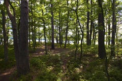 Καλοκαίρι πιό forrest στοκ φωτογραφίες με δικαίωμα ελεύθερης χρήσης Καλοκαίρι πιό forrest στοκ φωτογραφίες με δικαίωμα ελεύθερης χρήσης