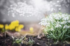 Καλό κήπος άνοιξη ή πάρκο με τα λουλούδια snowdrops, υπαίθρια φύση στοκ εικόνα με δικαίωμα ελεύθερης χρήσης Καλό κήπος άνοιξη ή πάρκο με τα λουλούδια snowdrops, υπαίθρια φύση στοκ εικόνα με δικαίωμα ελεύθερης χρήσης