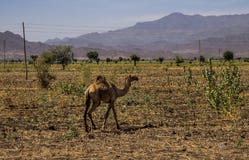 Καμήλες στο δρόμο σε Gheralta σε Tigray, βόρεια Αιθιοπία στοκ φωτογραφίες Καμήλες στο δρόμο σε Gheralta σε Tigray, βόρεια Αιθιοπία στοκ φωτογραφίες
