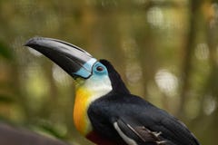 Κανάλι-τιμολογημένο Toucan, vitellinus Ramphastos, αιχμηρό πορτρέτο λεπτομέρειας toucan στοκ εικόνα Κανάλι-τιμολογημένο Toucan, vitellinus Ramphastos, αιχμηρό πορτρέτο λεπτομέρειας toucan στοκ εικόνα