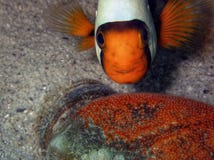 Κανένα μπουκάλι στον ωκεανό, anemonefish με τα αυγά σε ένα πλαστικό μπουκάλι στοκ φωτογραφίες με δικαίωμα ελεύθερης χρήσης Κανένα μπουκάλι στον ωκεανό, anemonefish με τα αυγά σε ένα πλαστικό μπουκάλι στοκ φωτογραφίες με δικαίωμα ελεύθερης χρήσης